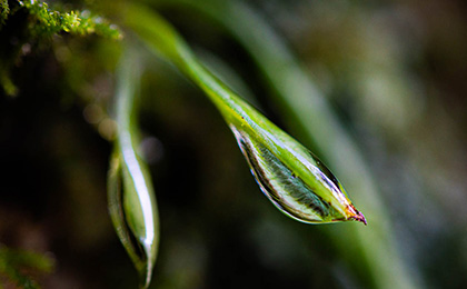  冬の草花の写真